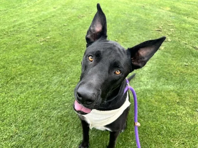 An adult medium-sized male German Shepherd Dog dog named Roscoe Dash for adoption in Albuquerque, NM