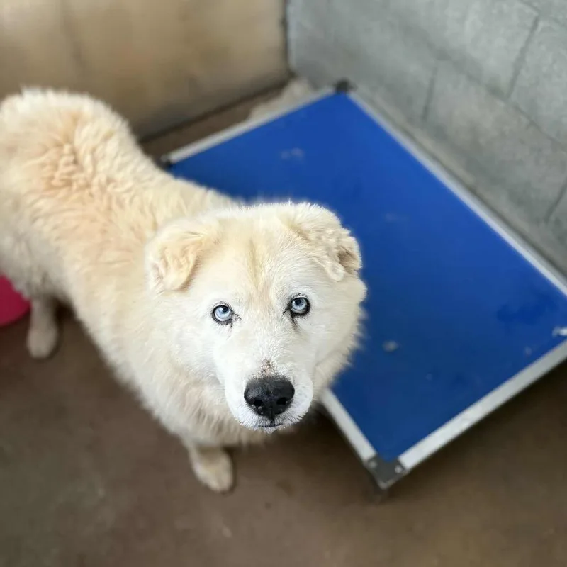 A senior medium-sized male White / Cream Chow Chow dog named Bear for adoption in Stephenville, TX