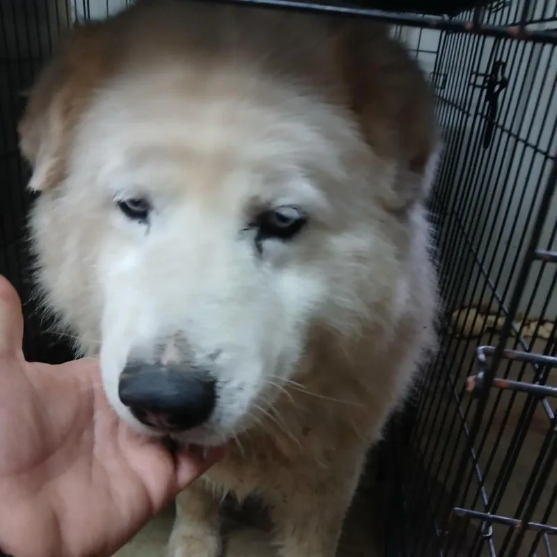 Bear thumbnail 3