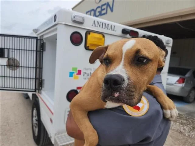 An adult small-sized male Boxer dog named A for adoption in Houston, TX