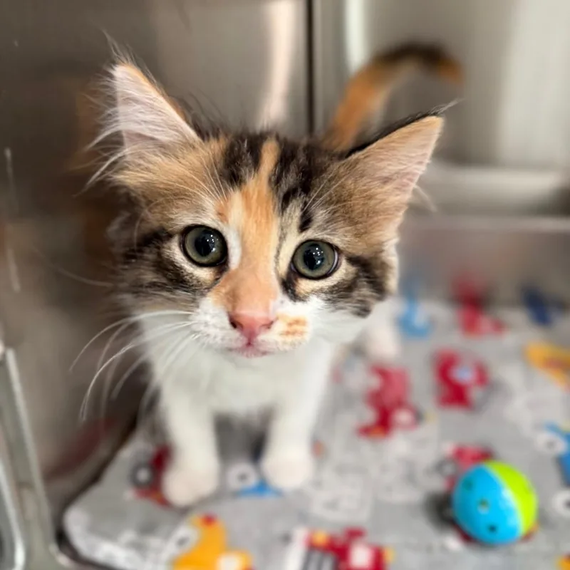 A baby small-sized female Calico Domestic Long Hair cat named Claudia for adoption in Bradenton, FL