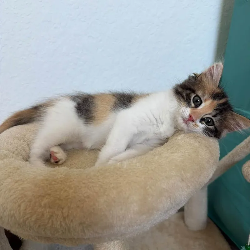 Claudia thumbnail 2