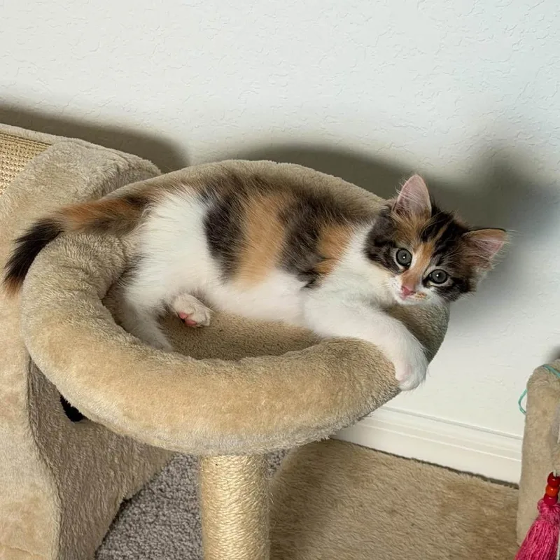 Claudia thumbnail 3
