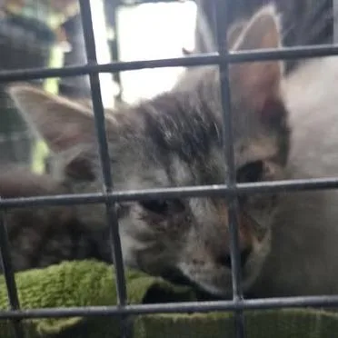 A baby small-sized male Brown / Chocolate Domestic Short Hair cat named Charles for adoption in Bristol, IN