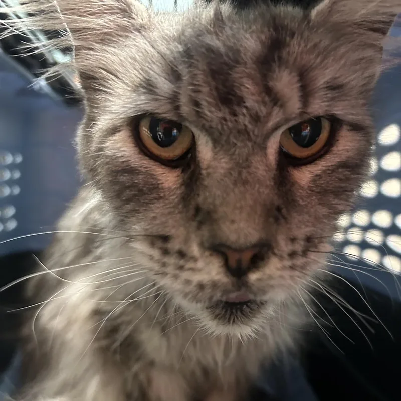 An adult medium-sized female Gray / Blue / Silver Maine Coon cat named Unknown for adoption in Tacoma, WA