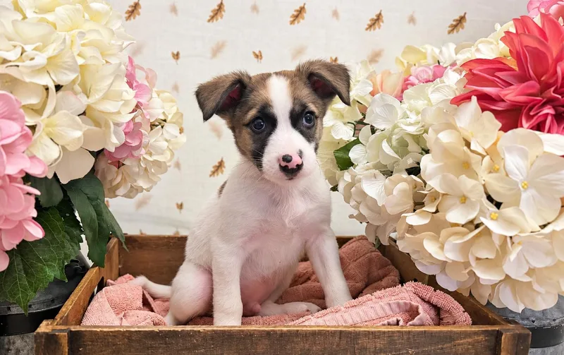 A baby medium-sized female White / Cream Terrier dog named Sycamore for adoption in Newberg, OR
