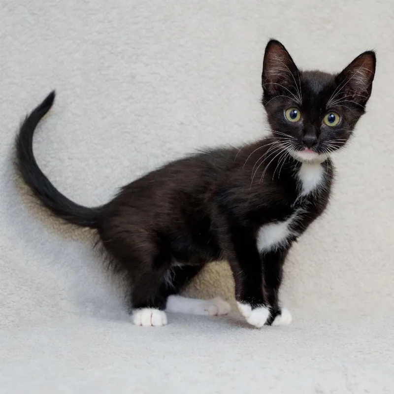 A baby small-sized female Black Domestic Short Hair cat named Solstice for adoption in Sunnyvale, CA