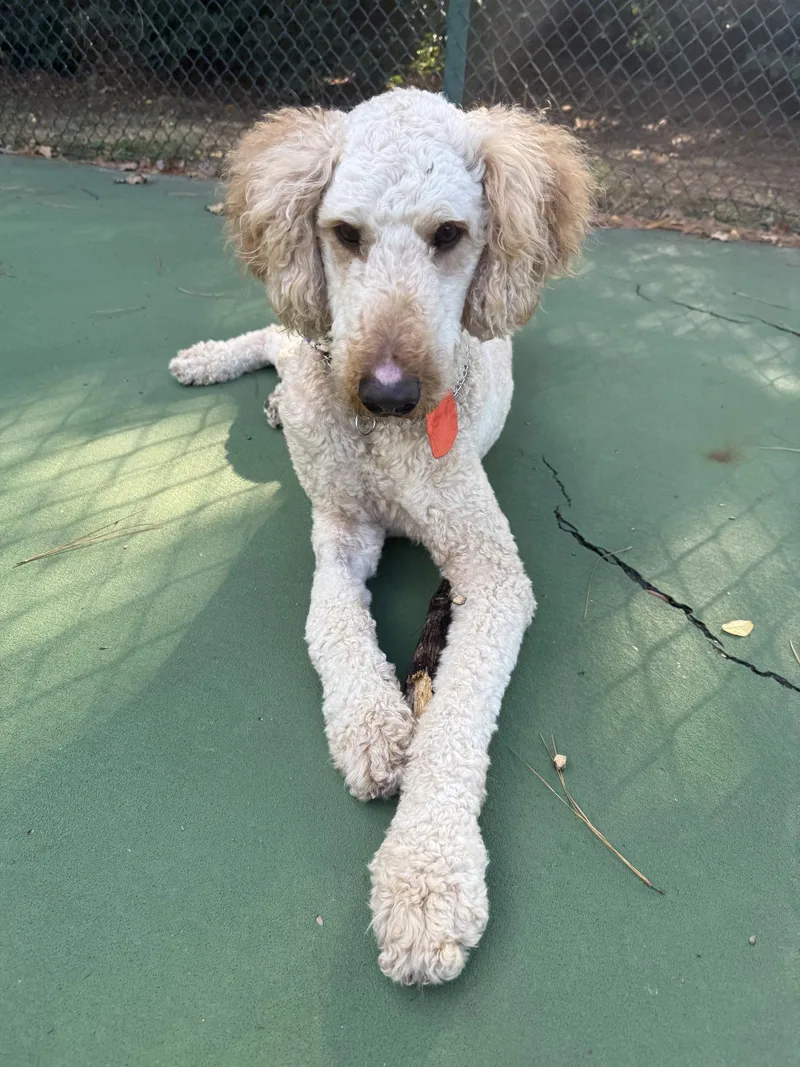 An adult medium-sized male Golden Retriever dog named Pippen for adoption in Holly Springs, NC