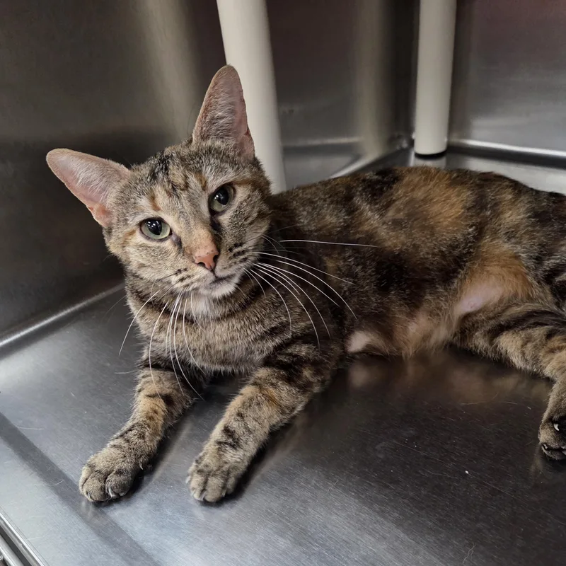 A young medium-sized female Domestic Short Hair cat named Gemma for adoption in Parsons, KS