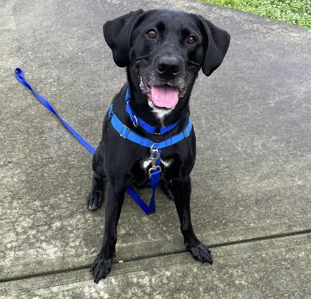 An adult large-sized male Labrador Retriever dog named Batman for adoption in Boston, MA