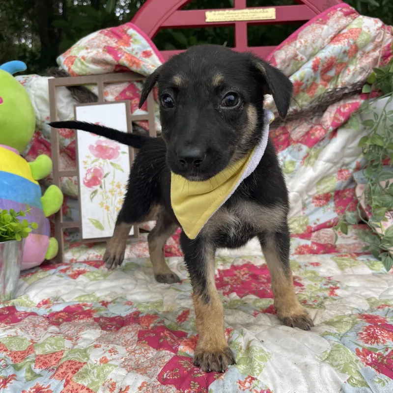 A baby medium-sized female Labrador Retriever dog named Marley for adoption in Sebring, FL