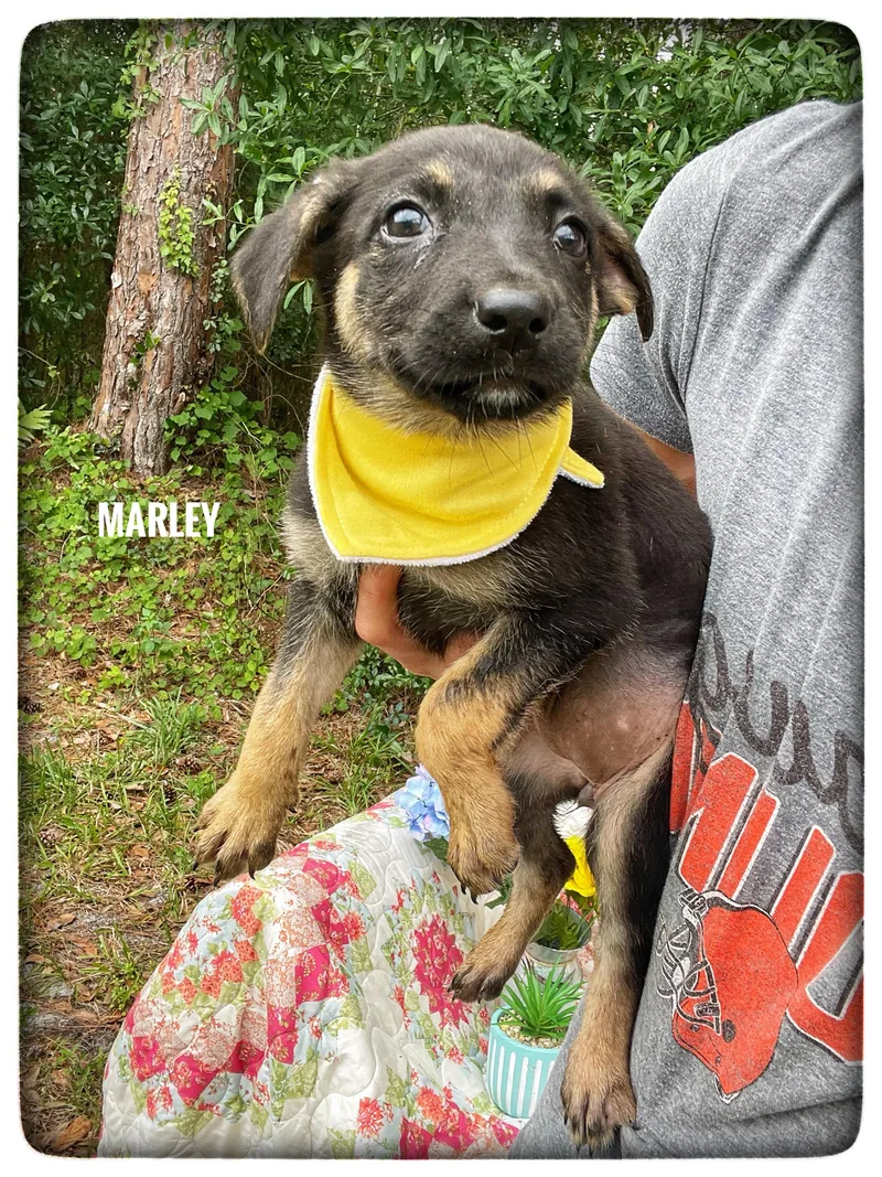 Marley thumbnail 2