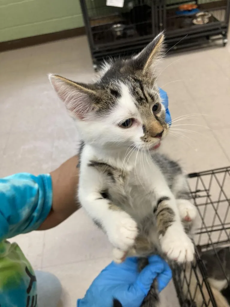 A baby medium-sized female Domestic Short Hair cat named Grover for adoption in Burnsville, NC