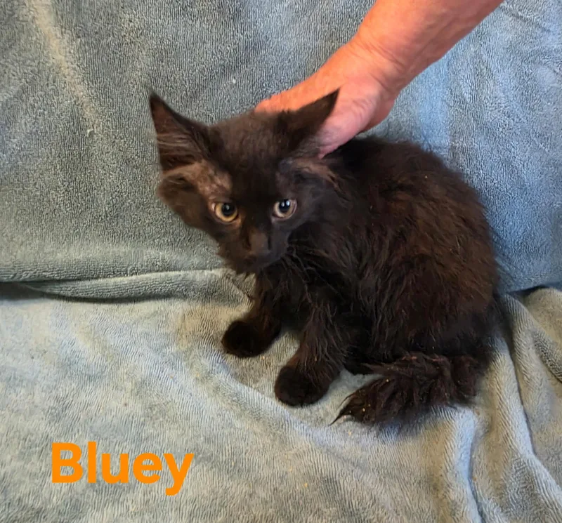 A young medium-sized female Black Domestic Short Hair cat named Bluey for adoption in Wheeling, IL