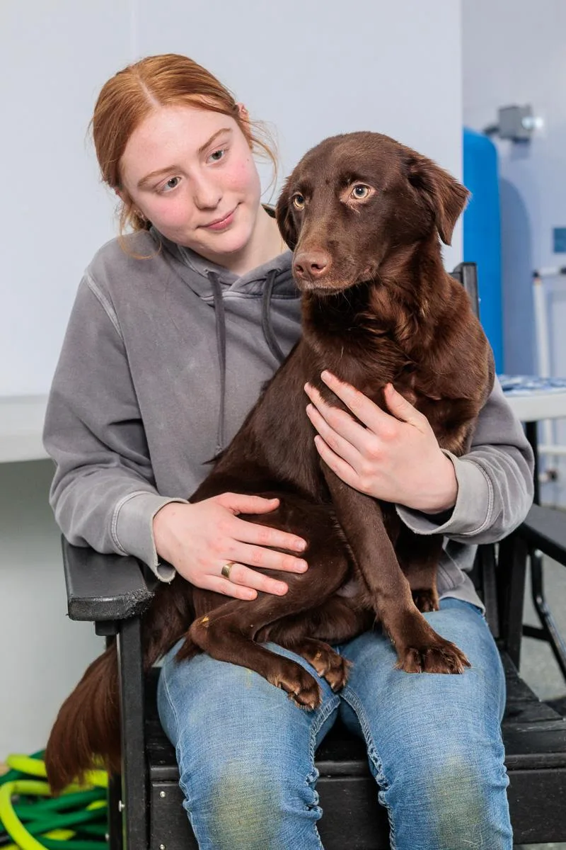 A baby medium-sized male Chocolate Labrador Retriever dog named Charleston for adoption in Chester Springs, PA