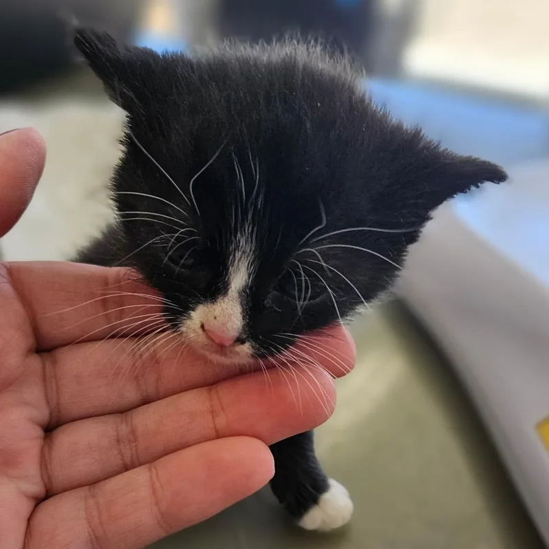 A baby small-sized female Black Domestic Short Hair cat named Libra for adoption in Montgomery, AL