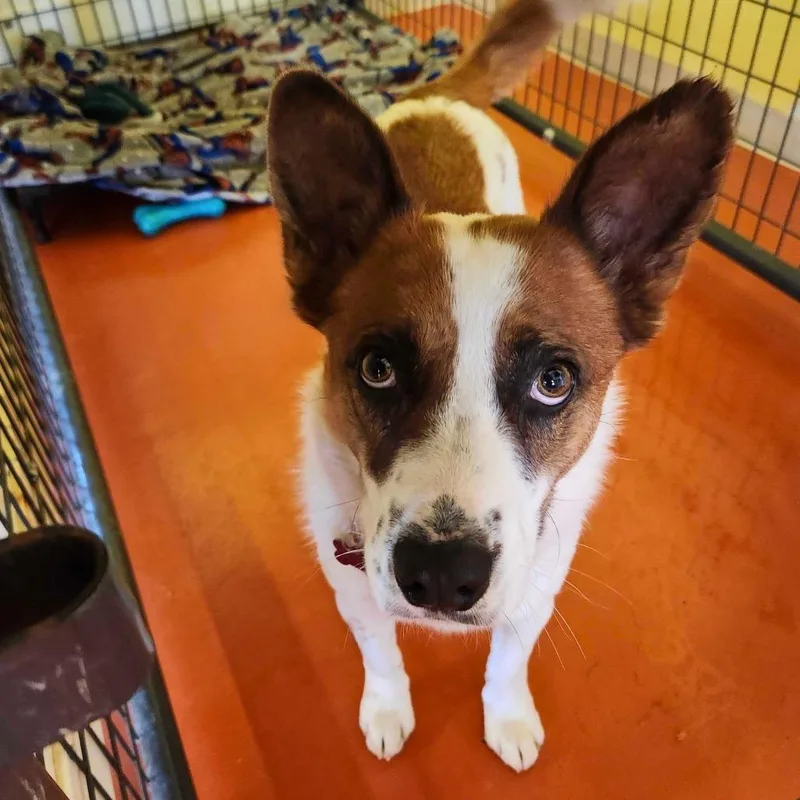 A young medium-sized male Tricolor (Brown, Black, & White) Corgi dog named Rex for adoption in Ridgway, CO