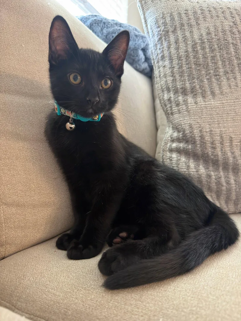 A baby medium-sized male Black Domestic Short Hair cat named Azriel for adoption in Glendale, AZ