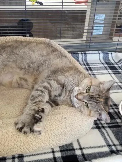 An adult medium-sized female Domestic Short Hair cat named Wonder Woman for adoption in Aberdeen, SD