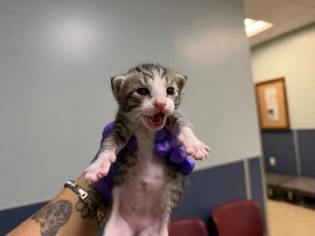 A baby small-sized male Domestic Short Hair cat named Mumu for adoption in Miami, FL