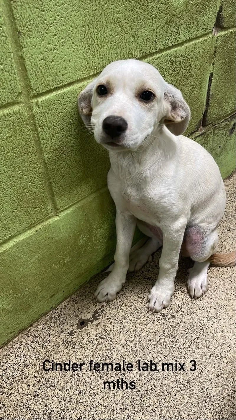 A baby large-sized female Labrador Retriever dog named Cinder for adoption in Fort Payne, AL