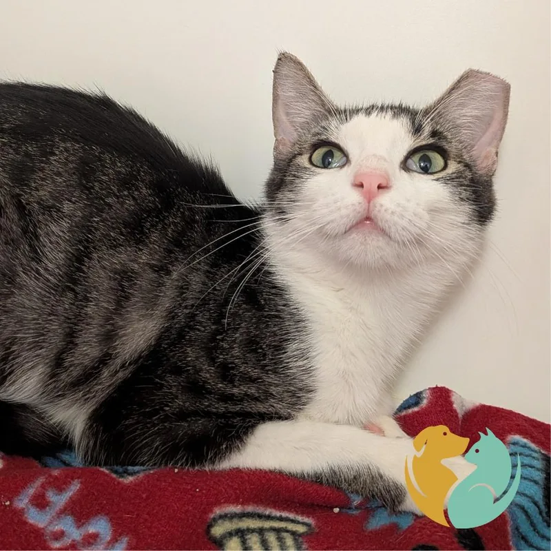 An adult medium-sized female Brown / Chocolate Domestic Short Hair cat named Gator for adoption in Toledo, OH