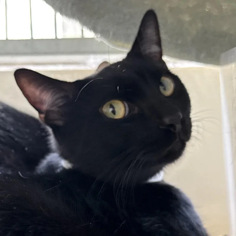 An adult medium-sized male Black Domestic Short Hair cat named Smoke for adoption in Santa Barbara, CA