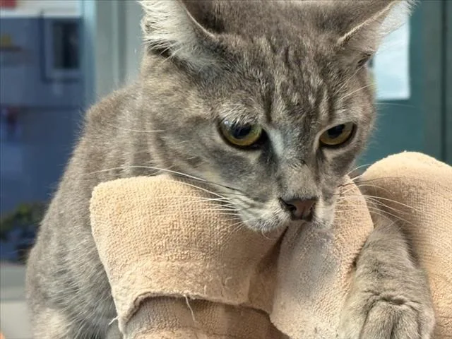A young medium-sized female Domestic Short Hair cat named Dharma for adoption in Chatsworth, CA