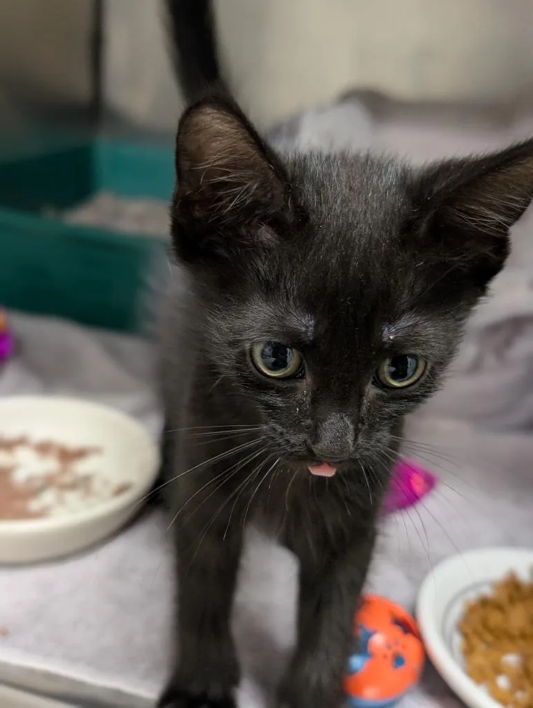 A baby medium-sized male Domestic Short Hair cat named Doodlebug for adoption in Fall River, MA