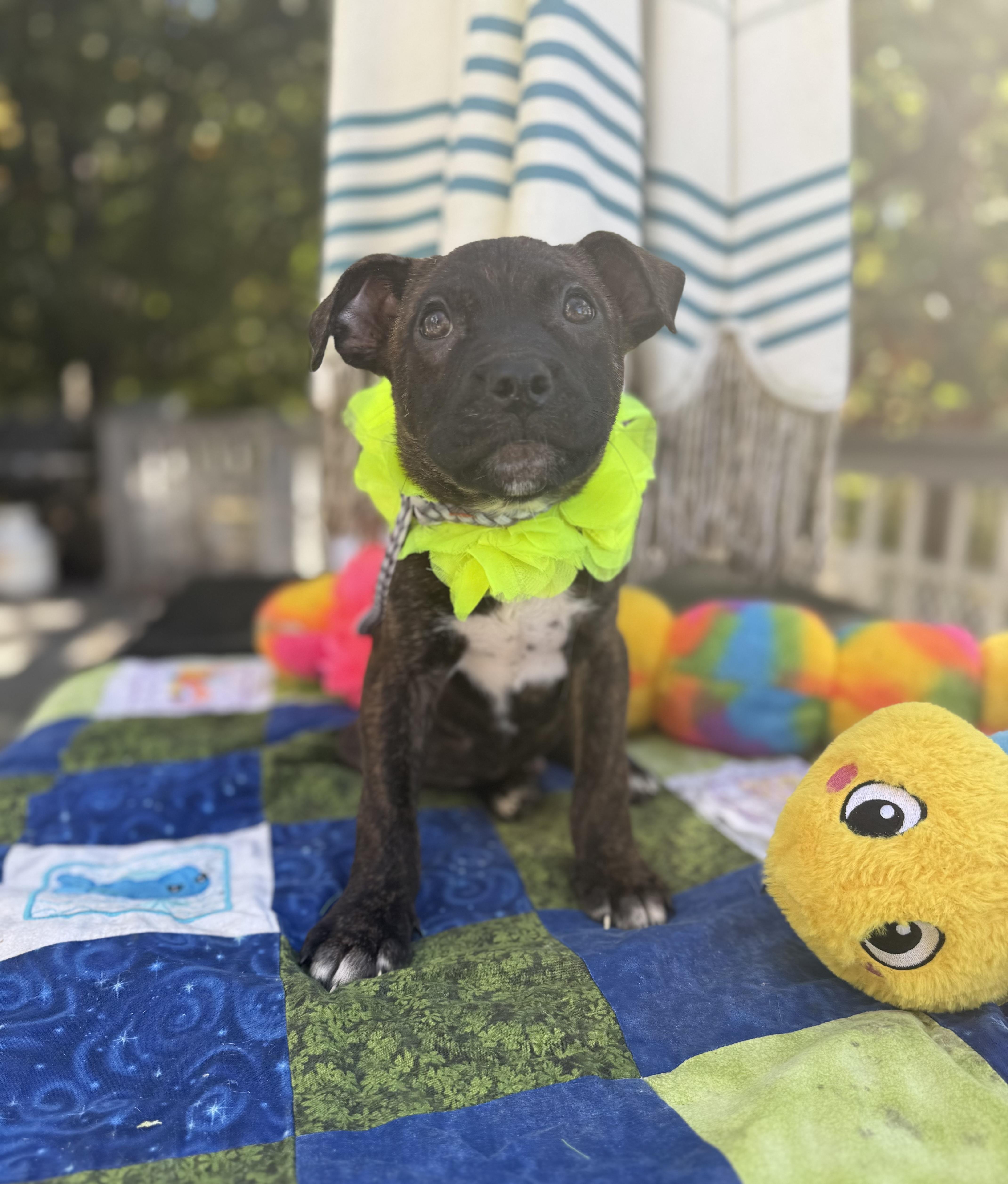 A baby medium-sized male Brindle Boxer dog named Hershys for adoption in White Lake, MI