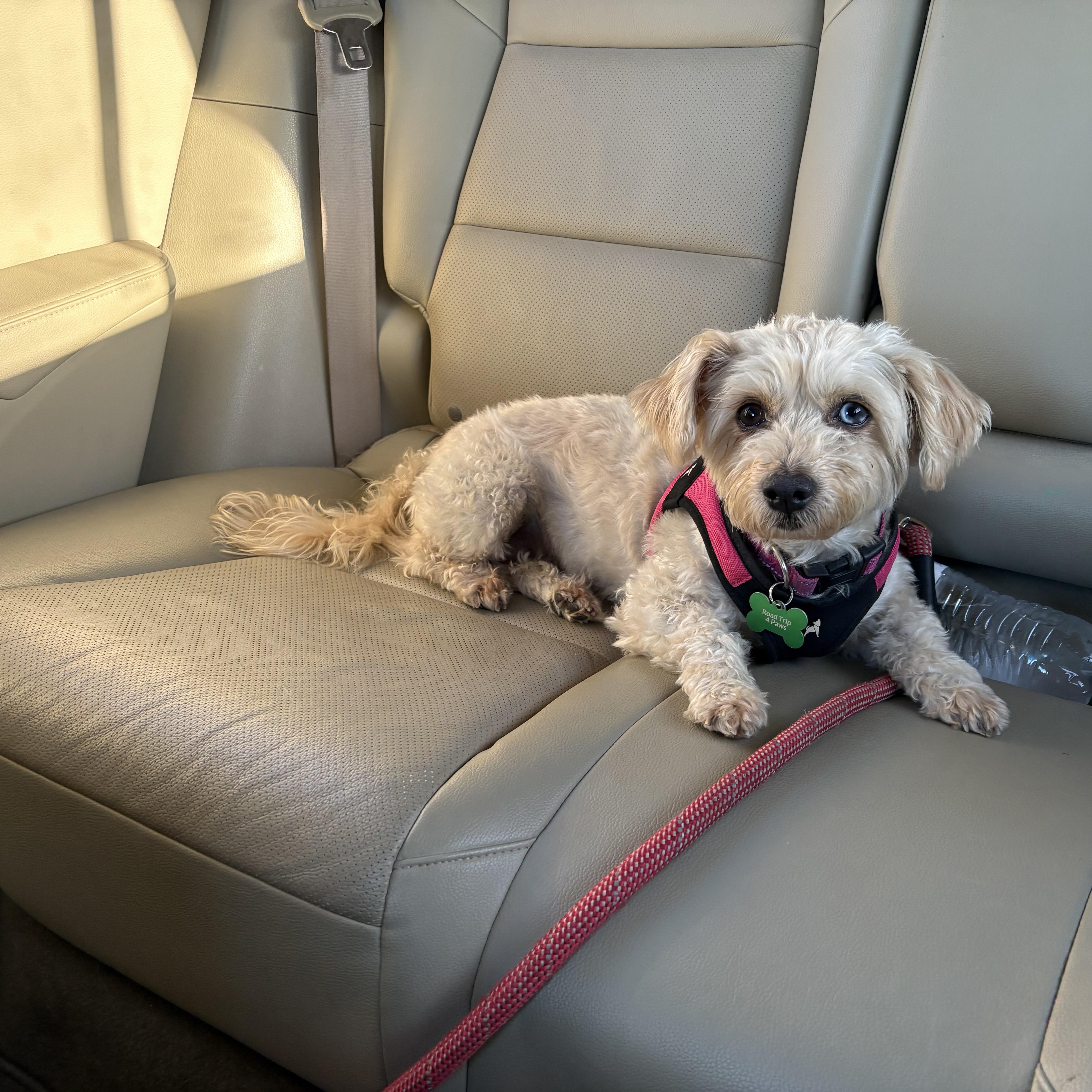 A young small-sized female Schnoodle dog named Molly for adoption in Coppell, TX