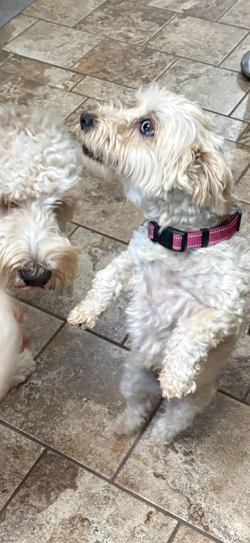 Molly thumbnail 2
