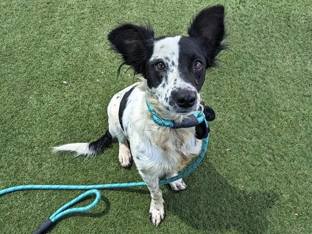 A young large-sized female Border Collie dog named Oakley for adoption in Phoenix, AZ