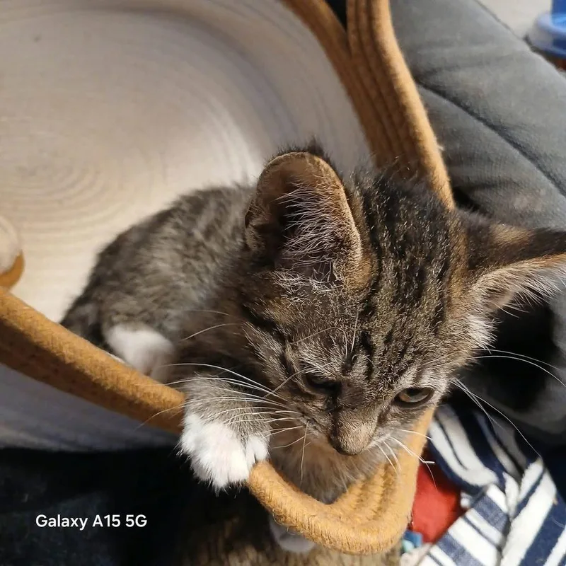 A baby small-sized male Domestic Short Hair cat named Rowen for adoption in Shawnee, OK