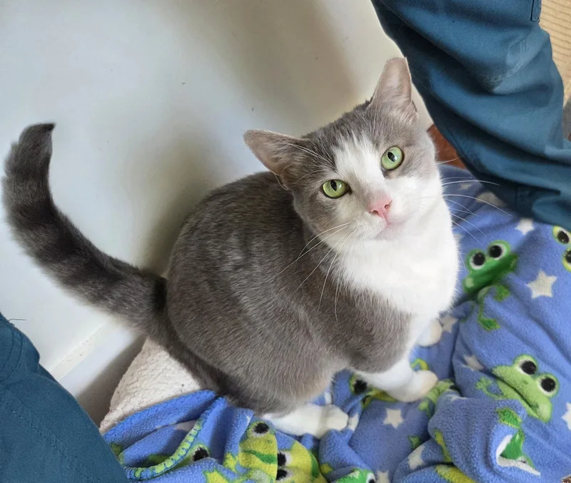 Gracie