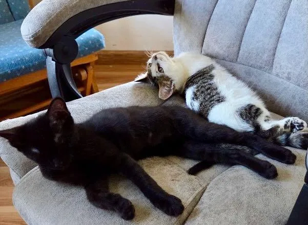 Ollie & Louie thumbnail 4