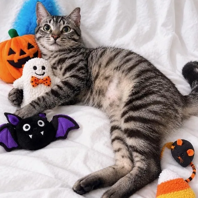 A young medium-sized male Gray / Blue / Silver Domestic Short Hair cat named Zeus for adoption in Boca Raton, FL