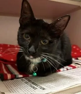 A baby medium-sized female Black & White / Tuxedo Domestic Short Hair cat named Lavinia for adoption in Mason City, IA