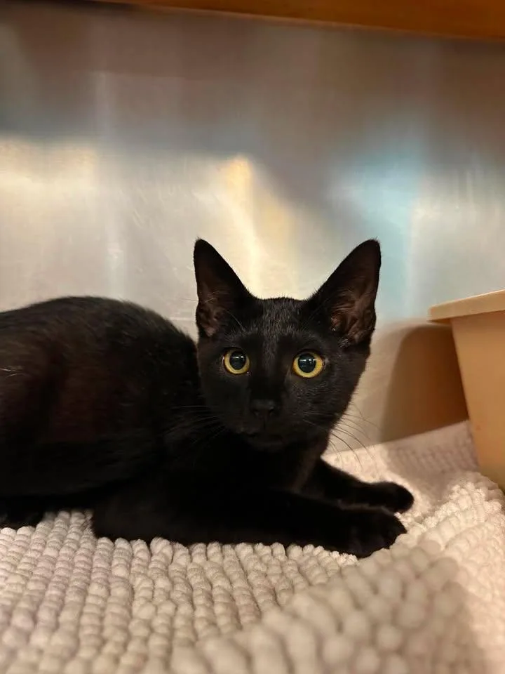 A young medium-sized male Black Domestic Short Hair cat named Pepper for adoption in Wilmington, NC