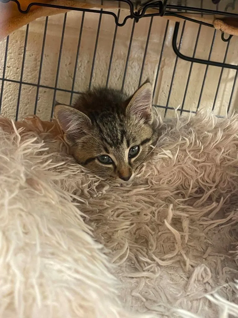 A baby medium-sized female Domestic Short Hair cat named Vivi for adoption in Hamilton, OH