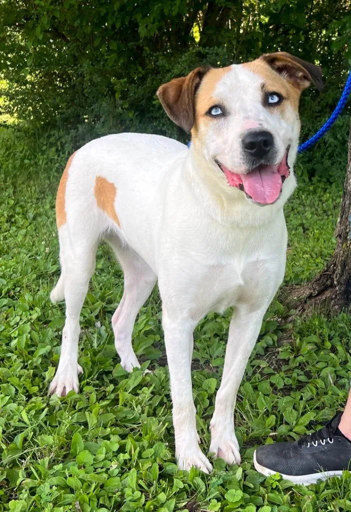 A young medium-sized female Mixed Breed dog named Rain for adoption in Murray, KY