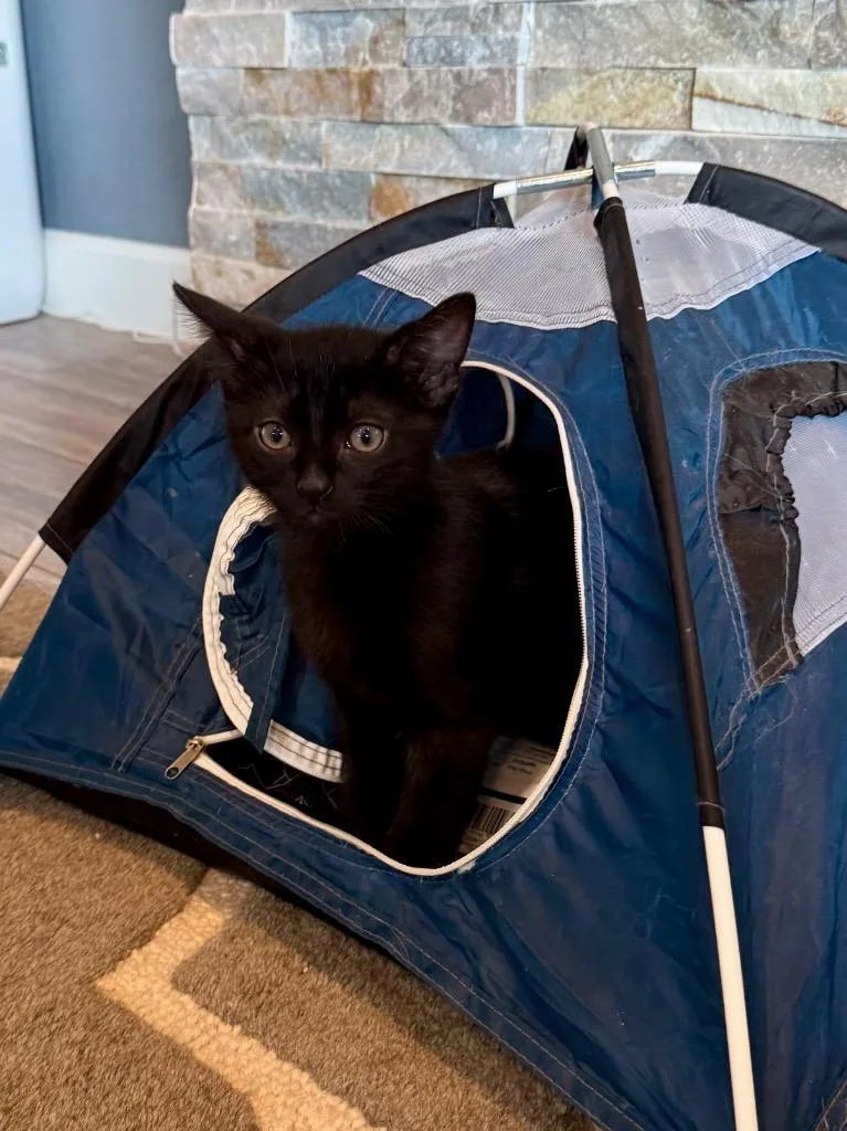 A baby small-sized male Domestic Short Hair cat named Sparky for adoption in Lewisville, TX