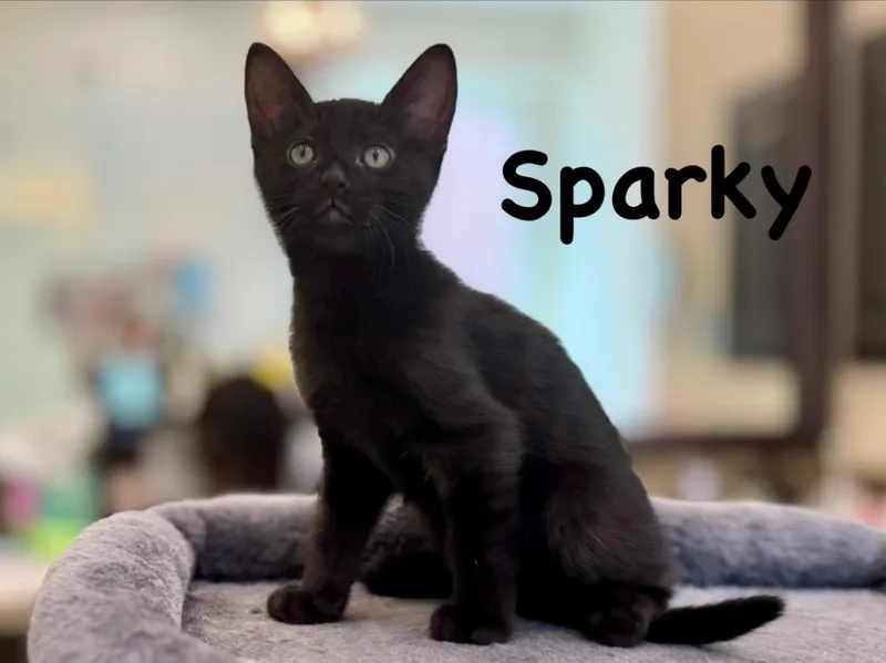 Sparky thumbnail 3