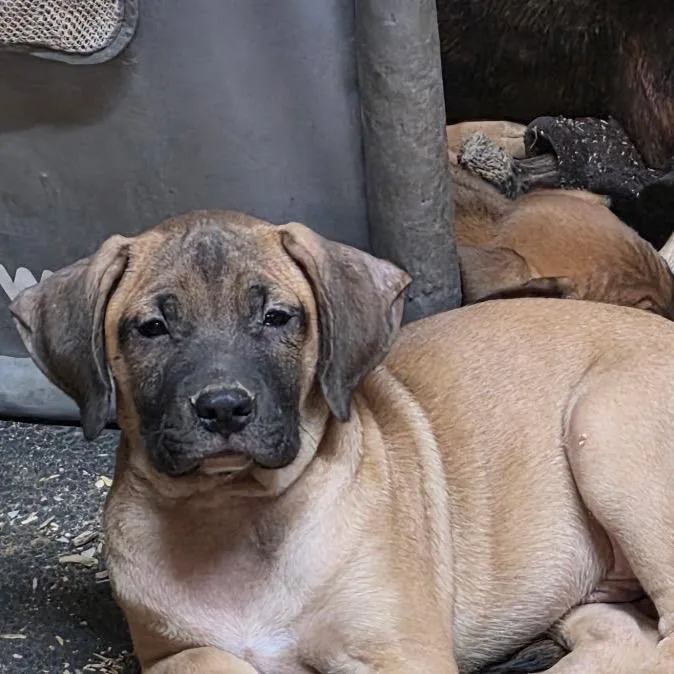 A baby medium-sized male Yellow / Tan / Blond / Fawn Plott Hound dog named John for adoption in Mooresville, IN