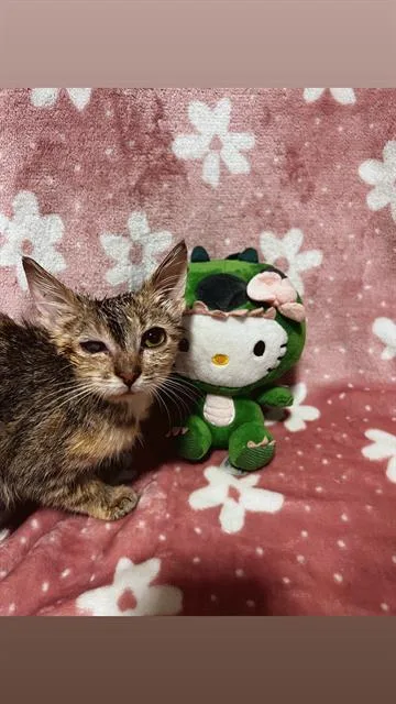 A young small-sized female Domestic Short Hair cat named Tuna for adoption in San Antonio, TX