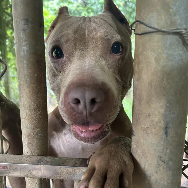 An adult medium-sized female Brown / Chocolate Pit Bull Terrier dog named Mila for adoption in Bayamon, PR