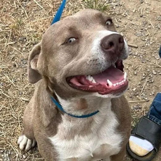 A baby large-sized male Yellow / Tan / Blond / Fawn Labrador Retriever dog named Beau for adoption in Lompoc, CA