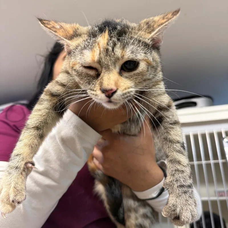 A baby small-sized female Brown / Chocolate American Shorthair cat named Ginny for adoption in Madison, WI