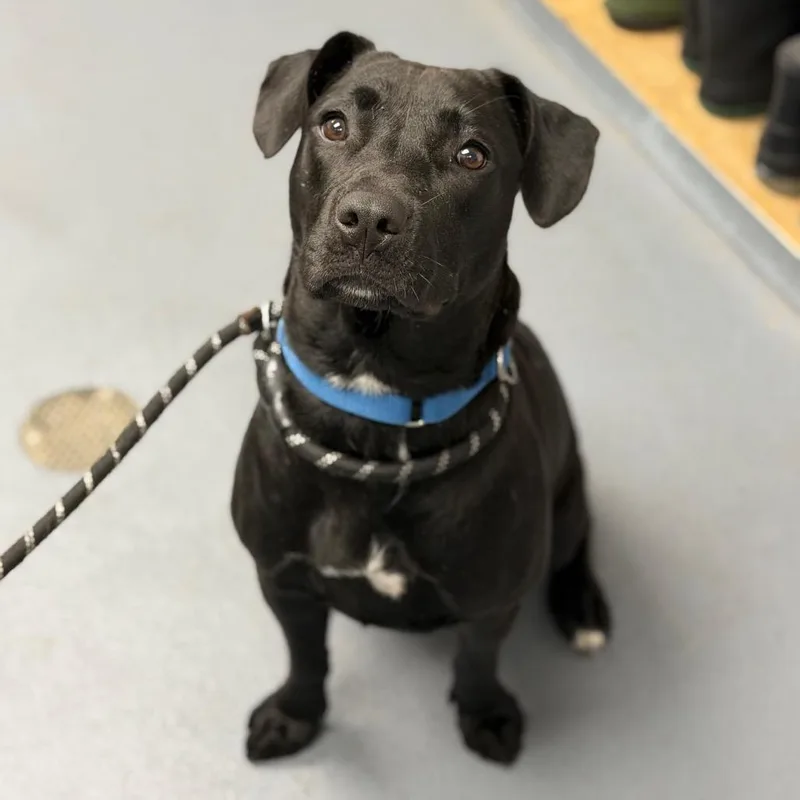 A young medium-sized female Black Mixed Breed dog named Adelaide for adoption in Sarasota, FL