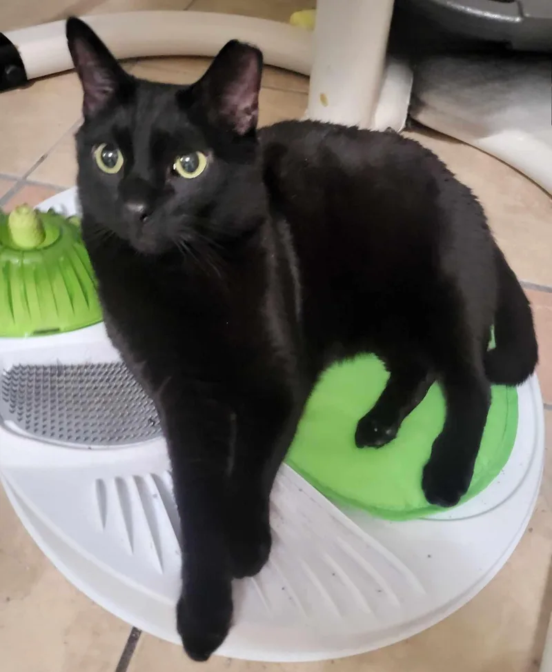 Zeus & Sparta thumbnail 4